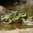 pepe-continues-to-slide:-trillions-of-tokens-sent-to-exchanges