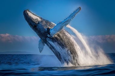whales-bought-$388m-of-bitcoin-just-before-the-grayscale-sec-news
