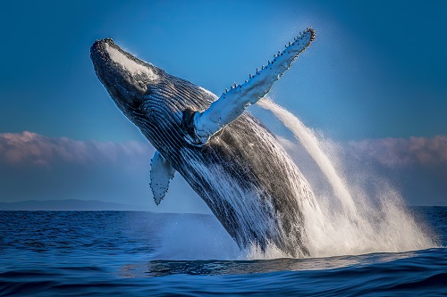 whales-bought-$388m-of-bitcoin-just-before-the-grayscale-sec-news