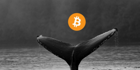 bitcoin-whales-load-up-with-$1.5-billion-worth-of-btc-amidst-price-uncertainty