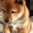shiba-inu-price-faces-potential-loss-as-bearish-pattern-emerges