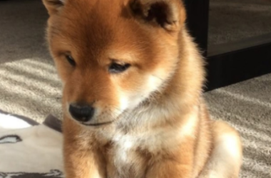 shiba-inu-price-faces-potential-loss-as-bearish-pattern-emerges