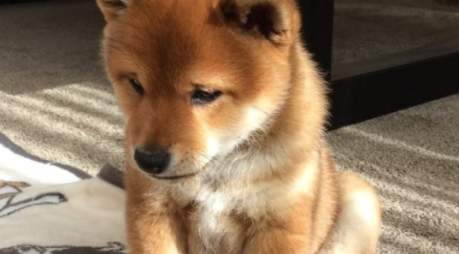 shiba-inu-price-faces-potential-loss-as-bearish-pattern-emerges