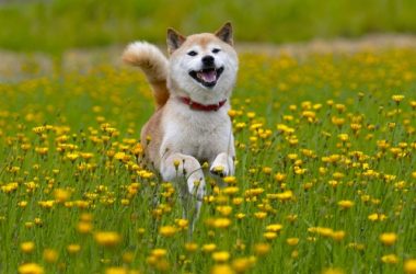blockchain-wire-adds-shib-to-list-of-accepted-crypto