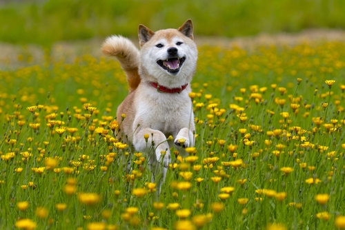 blockchain-wire-adds-shib-to-list-of-accepted-crypto
