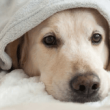 dogecoin-future-in-question:-what’s-next-after-today’s-price-drop?