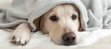 dogecoin-future-in-question:-what’s-next-after-today’s-price-drop?