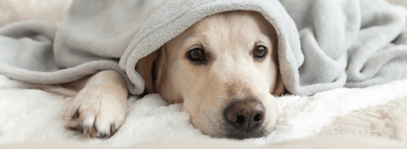 dogecoin-future-in-question:-what’s-next-after-today’s-price-drop?