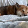 shiba-inu-gearing-up-for-a-60%-surge?-key-indicators-to-watch