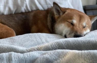 shiba-inu-gearing-up-for-a-60%-surge?-key-indicators-to-watch