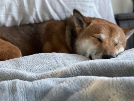 shiba-inu-gearing-up-for-a-60%-surge?-key-indicators-to-watch