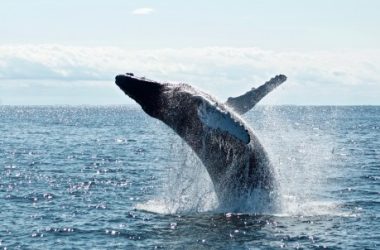 whales-abandon-ship?-ethereum’s-value-in-jeopardy-as-major-holders-liquidate