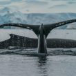 bitcoin-mega-whales-return-to-selling-mode,-more-downside-soon?