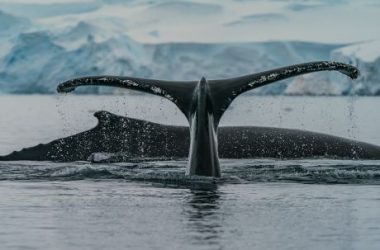 bitcoin-mega-whales-return-to-selling-mode,-more-downside-soon?