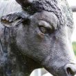 bitcoin-sv-(bsv)-notches-8%-in-the-last-day-as-top-coins-bleed