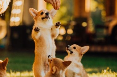 shiba-memu-stands-out-as-investor-buying-power-hits-6-month-high