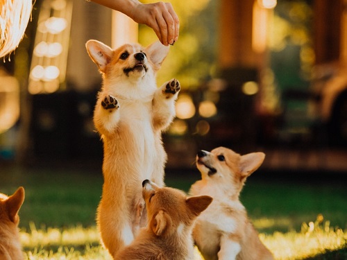 shiba-memu-stands-out-as-investor-buying-power-hits-6-month-high