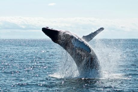 on-chain-tracker-notices-major-difference-between-bitcoin-and-ethereum-whales