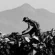 roland-berger-and-dfinity-join-forces-to-fight-global-waste-crisis
