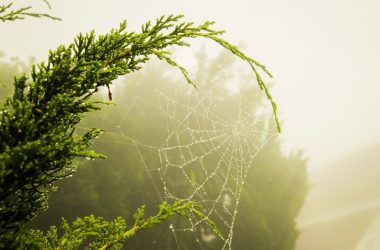 web3-traction-drives-mina,-bluzelle,-conflux-tokens’-double-digit-surges
