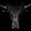 bitcoin-bull-market:-crypto-spot-trading-volumes-climb-to-8-month-highs