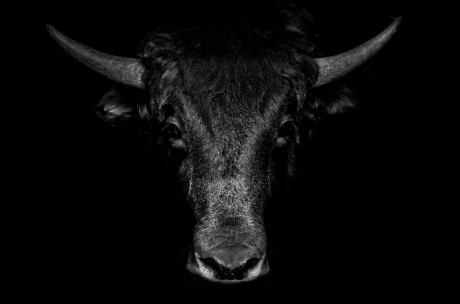 bitcoin-bull-market:-crypto-spot-trading-volumes-climb-to-8-month-highs