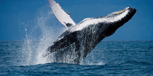 tellor-(trb)-price-spikes-15%-amid-fresh-whale-activity