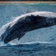 bitcoin-whales-ramp-up-selling,-btc-to-decline-below-$32,000?