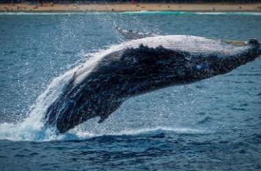 bitcoin-whales-ramp-up-selling,-btc-to-decline-below-$32,000?