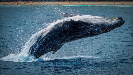 bitcoin-whales-ramp-up-selling,-btc-to-decline-below-$32,000?