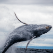 shiba-inu-whales-bet-big-as-shibarium-grows-–-road-to-$0.1?