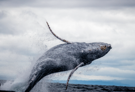 shiba-inu-whales-bet-big-as-shibarium-grows-–-road-to-$0.1?
