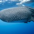 bitcoin-sharks-&-whales-do-$2.2-billion-selloff,-but-btc-hangs-on-at-$37,000