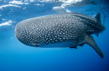 bitcoin-sharks-&-whales-do-$2.2-billion-selloff,-but-btc-hangs-on-at-$37,000