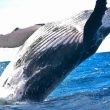 whales-move-$30-million-worth-of-xrp-to-exchanges-–-time-to-sell?