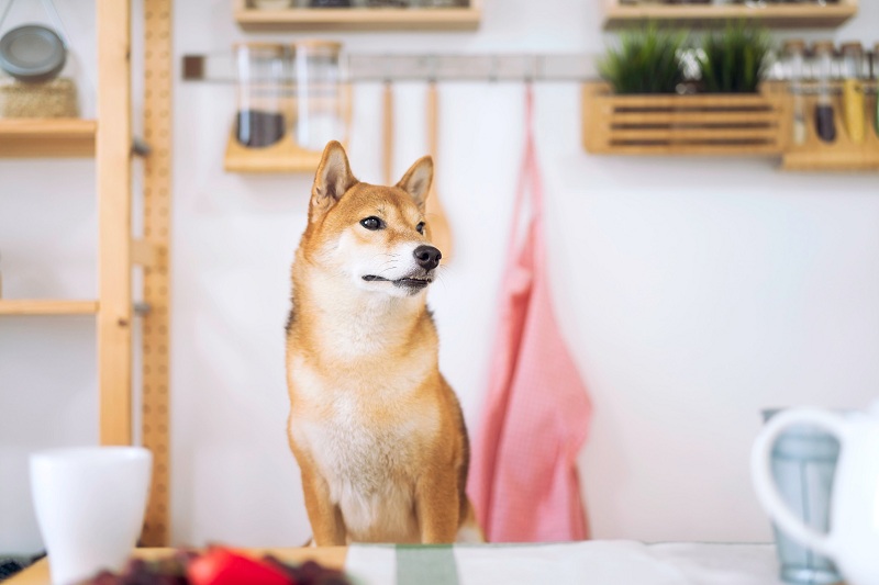 shiba-memu’s-presale-eyes-the-$5m-mark:-is-the-memecoin-a-good-buy-at-the-moment?