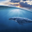 ethereum-whales-scoop-up-$230-million-in-eth-in-one-week-–-price-hike-next?