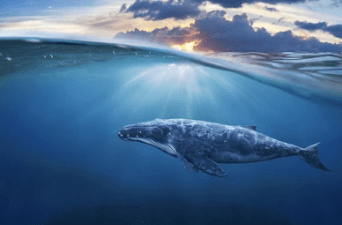 ethereum-whales-scoop-up-$230-million-in-eth-in-one-week-–-price-hike-next?