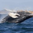 bitcoin-whales-do-$2.2-billion-selloff,-but-btc-stays-strong