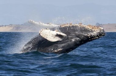 bitcoin-whales-do-$2.2-billion-selloff,-but-btc-stays-strong