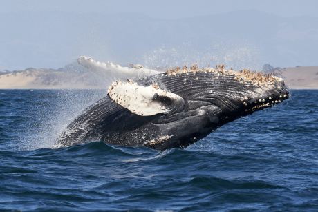 bitcoin-whales-do-$2.2-billion-selloff,-but-btc-stays-strong