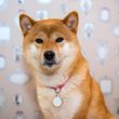 crypto-highlights-this-week:-shiba-memu-presale,-sec-deadline-for-bitcoin-etf-amendments