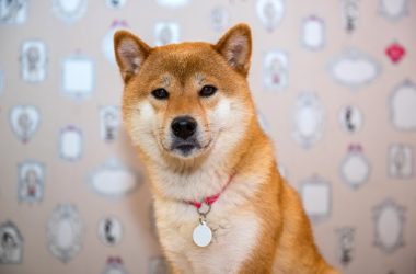 crypto-highlights-this-week:-shiba-memu-presale,-sec-deadline-for-bitcoin-etf-amendments