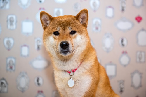 crypto-highlights-this-week:-shiba-memu-presale,-sec-deadline-for-bitcoin-etf-amendments
