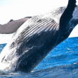 ethereum-giga-whales-on-a-historic-buying-spree-–-here’s-how-much-eth-they’ve-bought