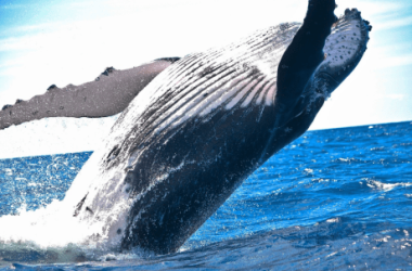 ethereum-giga-whales-on-a-historic-buying-spree-–-here’s-how-much-eth-they’ve-bought