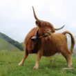 xrp-on-the-brink:-urgent-call-for-bulls-as-analysts-predict-dire-correction-ahead