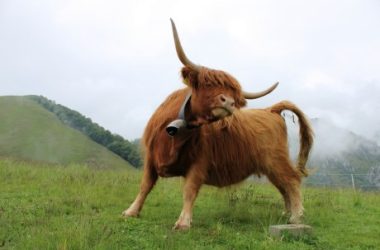 xrp-on-the-brink:-urgent-call-for-bulls-as-analysts-predict-dire-correction-ahead