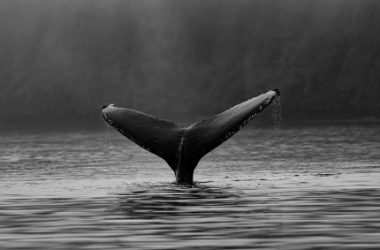litecoin-whale-deposits-big-to-binance,-ltc’s-3%-drop-to-extend?
