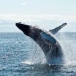 ethereum-exodus:-whales-withdraw-$64-million-eth-from-exchanges,-bullish-signal?